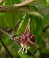 Weinblatt-Ahorn (Acer circinatum)