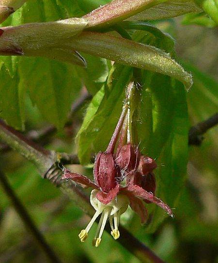 Blüte des Weinbatt-Ahorn (Acer circinatum)