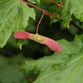 Weinblatt-Ahorn (Acer circinatum)