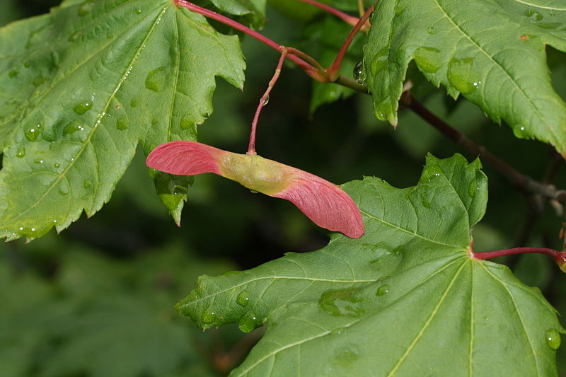 Frucht des Weinbatt-Ahorn (Acer circinatum)