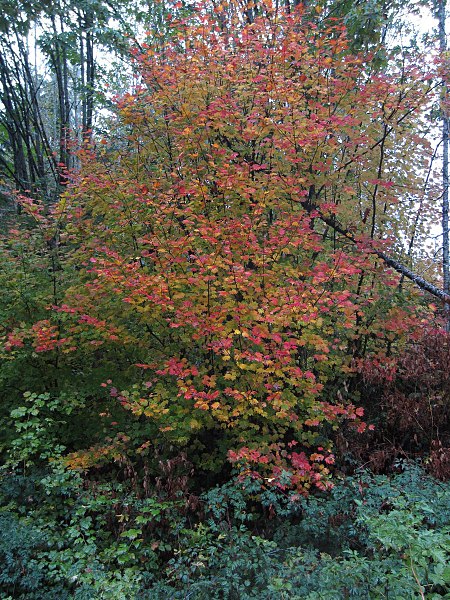 Weinblatt-Ahorn (Acer circinatum) Weinblatt-Ahorn (Acer circinatum)