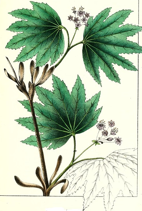 Weinblatt-Ahorn (Acer circinatum) Weinblatt-Ahorn (Acer circinatum)