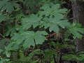Großblättriger Ahorn (Acer heldreichii)