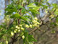 Französischer Ahorn (Acer monspessulanum)