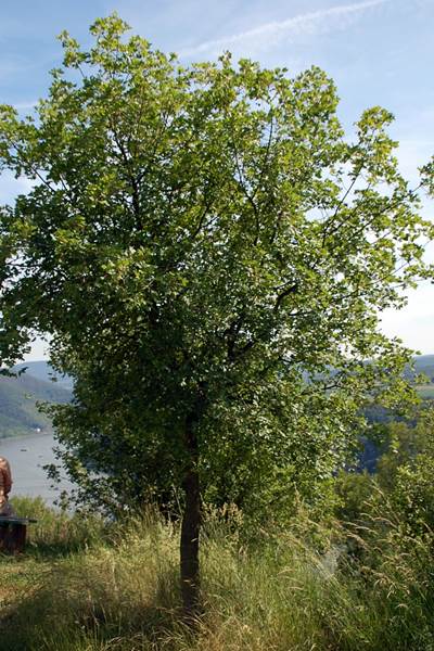 Französischer Ahorn (Acer monspessulanum)