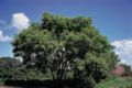 Eschen-Ahorn (Acer negundo), Habitus
