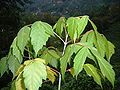 Eschen-Ahorn (Acer negundo), Blätter