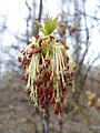 Eschen-Ahorn (Acer negundo), männliche Blüte