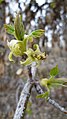 Eschen-Ahorn (Acer negundo), weibliche Blüte