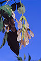 Eschen-Ahorn (Acer negundo), Früchte