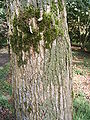 Eschen-Ahorn (Acer negundo), Stamm