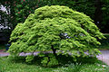 Fächer-Ahorn (Acer palmatum), Habitus