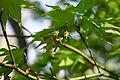 Fächer-Ahorn (Acer palmatum), Blätter und Blüten