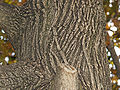 Fächer-Ahorn (Acer palmatum), Borke