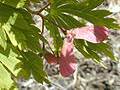 Fächer-Ahorn (Acer palmatum), Blätter und Früchte