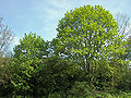 Habitus des Spitz-Ahorns (Acer platanoides)