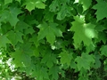Blätter des Spitz-Ahorns (Acer platanoides)