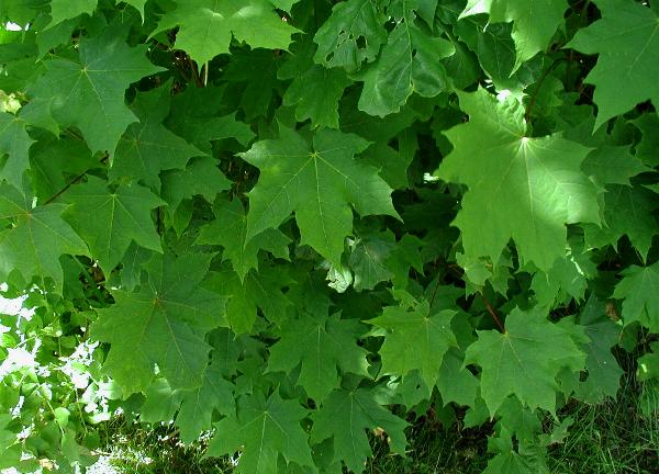 Blätter des Spitz-Ahorns (Acer platanoides)