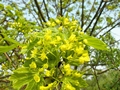 Blüten des Spitz-Ahorns (Acer platanoides)
