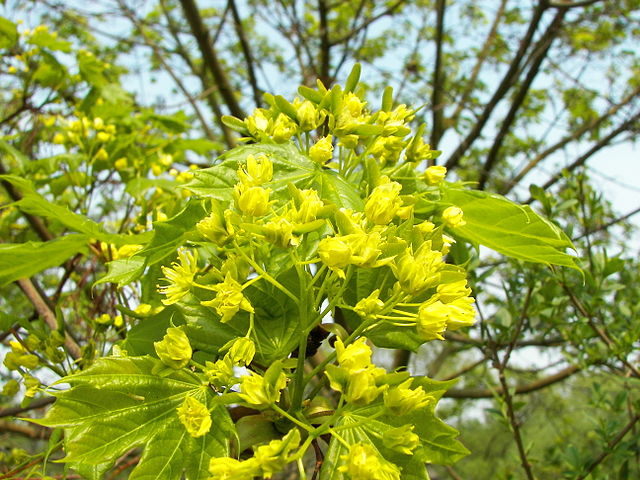 Blüten des Spitz-Ahorns (Acer platanoides)