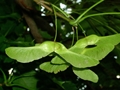 Früchte des Spitz-Ahorns (Acer platanoides)