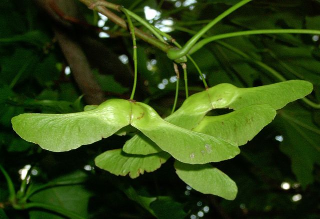 Früchte des Spitz-Ahorns (Acer platanoides)