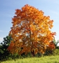 Herbstfärbung des Spitz-Ahorns (Acer platanoides)