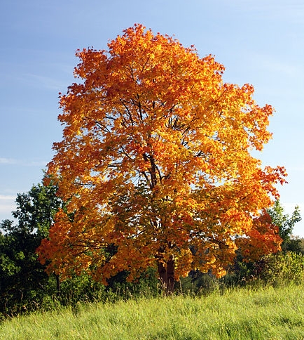 Herbstfärbung des Spitz-Ahorns (Acer platanoides)