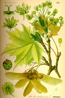 Illustration des Spitz-Ahorns (Acer platanoides)