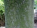 Rinde des Spitz-Ahorns (Acer platanoides)