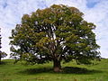 Berg-Ahorn (Acer pseudoplatanus)