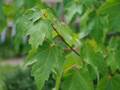 Rot-Ahorn (Acer rubrum), Blätter