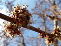 Rot-Ahorn (Acer rubrum), Blüten