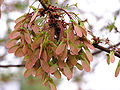 Rot-Ahorn (Acer rubrum), Früchte