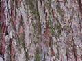 Rot-Ahorn (Acer rubrum), Borke