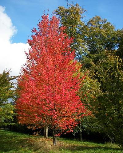 Rot-Ahorn (Acer rubrum), Herbstfärbung