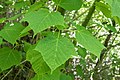 Blätter des Rotnervigen Ahorns (Acer rufinerve)