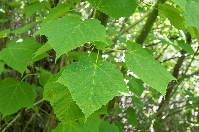 Blätter des Rotnervigen Ahorns (Acer rufinerve)