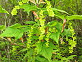 Blüten des Rotnervigen Ahorns (Acer rufinerve)