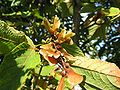 Früchte des Rotnervigen Ahorns (Acer rufinerve)