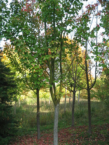 Habitus des Rotnervigen Ahorns (Acer rufinerve)