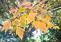 Herbstfärbung des Rotnervigen Ahorns (Acer rufinerve)