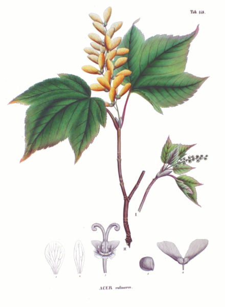 Acer rufinerve, Urheber/Quelle: Johan Carl Krauss, Wikimedia Rotnerviger Ahorn (Acer rufinerve)
