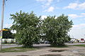 Silber-Ahorn <small>(Acer saccharinum)