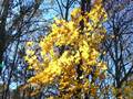 Florida maple (Acer saccharum subsp. floridanum)
