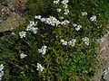 Schwarzrandige Schafgarbe (Achillea atrata)