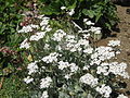 Bittere Schafgarbe (Achillea clavennae)