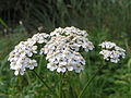 Gemeine Schafgarbe (Achillea millefolium)