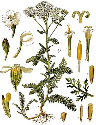 Gemeine Schafgarbe (Achillea millefolium)