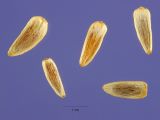 Achillea millefolium, Samen, Urheber/Quelle/Lizenz: Steve Hurst @ USDA-NRCS PLANTS Database